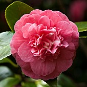 Camellia japonica Gloire de Nantes