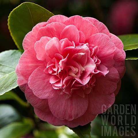 Camellia_japonica_Gloire_de_Nantes