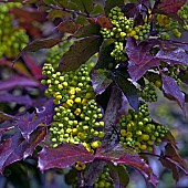 Mahonia aquifolium Oregon Grape