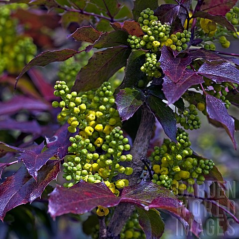 Mahonia_aquifolium_Oregon_Grape