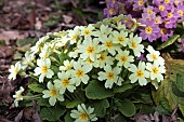 Perennial Primula or Primrose in woodland garden,