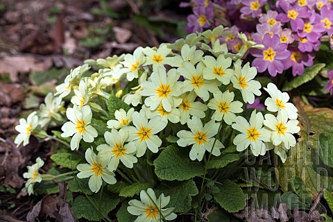 Perennial_Primula_or_Primrose_in_woodland_garden