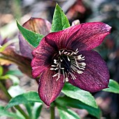 Helleborus Harvington Red