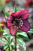 Helleborus Harvington Red