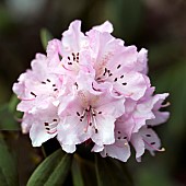 Rhododendron Pink Pearl