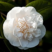 Camellia japonica Nobilissima