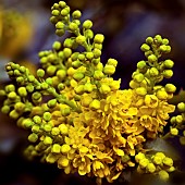 Mahonia Aquifolium Oregon Grape evergreen shrubs with leathery and glossy spine toothed leaves with very fragrant yellow flowers in autumn through to spring.