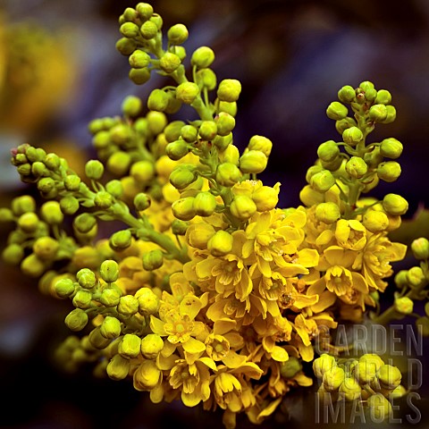 Mahonia_Aquifolium_Oregon_Grape_evergreen_shrubs_with_leathery_and_glossy_spine_toothed_leaves_with_