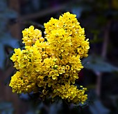 Mahonia aquifolium Oregon Grape