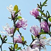 Magnolia soulangeana Alexandrina