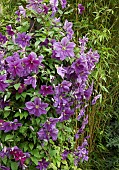 Deciduous Climber Clematis Dr Ruppel with purple pink flowers in garden in summer Dene Close (NGS) Penkridge Staffordshire