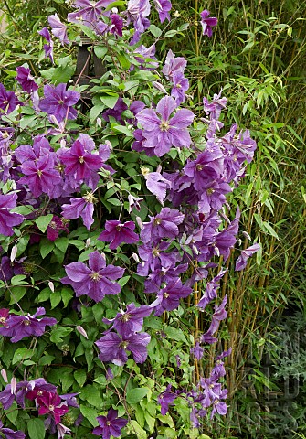 Deciduous_Climber_Clematis_Dr_Ruppel_with_purple_pink_flowers_in_garden_in_summer_Dene_Close_NGS_Pen