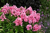 Phlox Paniculata Light Pink Flame