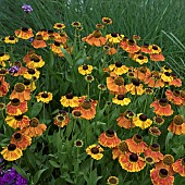 Helenium Waltraut