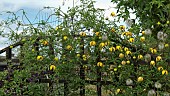 Clematis Bill MacKenzie