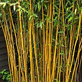 Phyllostachys vivax Aureocaulis