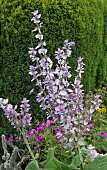 Salvia sclarea lilac