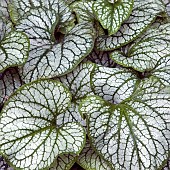 Brunnera macrophylla Jack Frost brunnera