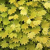 Acer shirasawanum Aureum Golden Shirasawa Maple