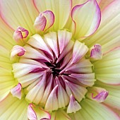 Floral minimalist semi abstract close up soft focus of pale yellow Dahlia flower  petals.