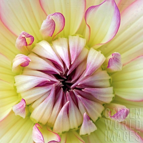 Floral_minimalist_semi_abstract_close_up_soft_focus_of_pale_yellow_Dahlia_flower__petals