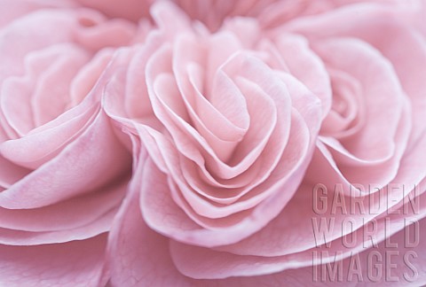 Floral_minimalist_semi_abstract_close_up_soft_focus_with_swags_of_multi_headed_pink_rose_petals