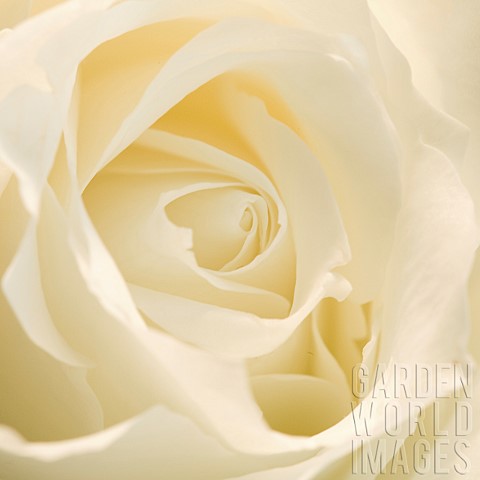 Floral_minimalist_semi_abstract_close_up_soft_focus_of_flower_petals_of_a_white_rose