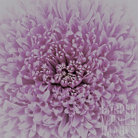 Floral_minimalist_semi_abstract_close_up_soft_focus_of_flower_head_with_purple_pink_flower_petals