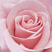 Rosa ‘Tickled Pink