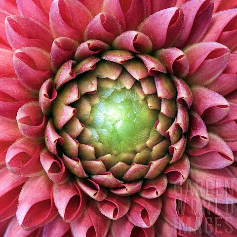 Floral_semi_abstract_close_up_Dahlia
