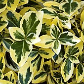 Euonymus fortunei Emerald n Gold