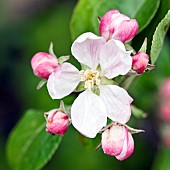 Malus domestica Braeburn Apple Tree