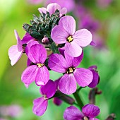 Erysimum Bowles Mauve