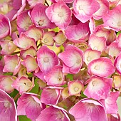 Hydrangea macrophylla Common hydrangea