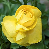 Close up study of flowers and flower detail Persian buttercup (Ranunculus asiaticus), herbaceous perennials with bright yellow flowerheads