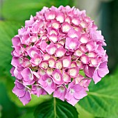 Hydrangea macrophylla Common hydrangea