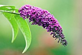 Buddleja Black Knight fast growing large deciduous shrub with arching branches and lance-shaped leaves, and panicles of deep-purple scented flowers at High Meadow Garden in summer July Cannock Wood Staffordshire England UK