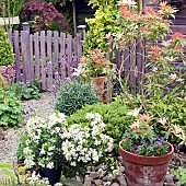 Picket fence and gate treated with lavender wood preservative, various mature trees and shrubs vibrant young green foliage,