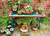 Table and patio area containing pots of young plants after hail storm in late spring