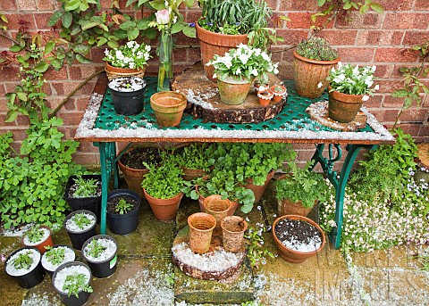 Table_and_patio_area_containing_pots_of_young_plants_after_hail_storm_in_late_spring