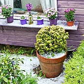 Summer house window cill with Osteospermum evergreen perennials of complimentary colours in High Meadow Garden after hail storm in late spring (May) StaffordshireHigh Meadow Garden after hail storm in late spring (May) Staffordshire