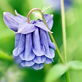 Aquilegia vulgaris Grannys Bonnet