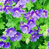 Geranium x magnificum