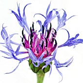 Centaurea montana