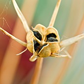 Alium Seedhead