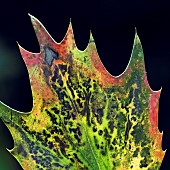 Mahonia Leaf
