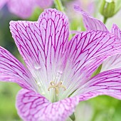 Geranium cinereum Lizabeth