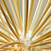 Plant portrait close up stems of Alium seedhead