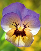 Viola Rocky Marlies Pansy