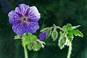 Geranium magnificum